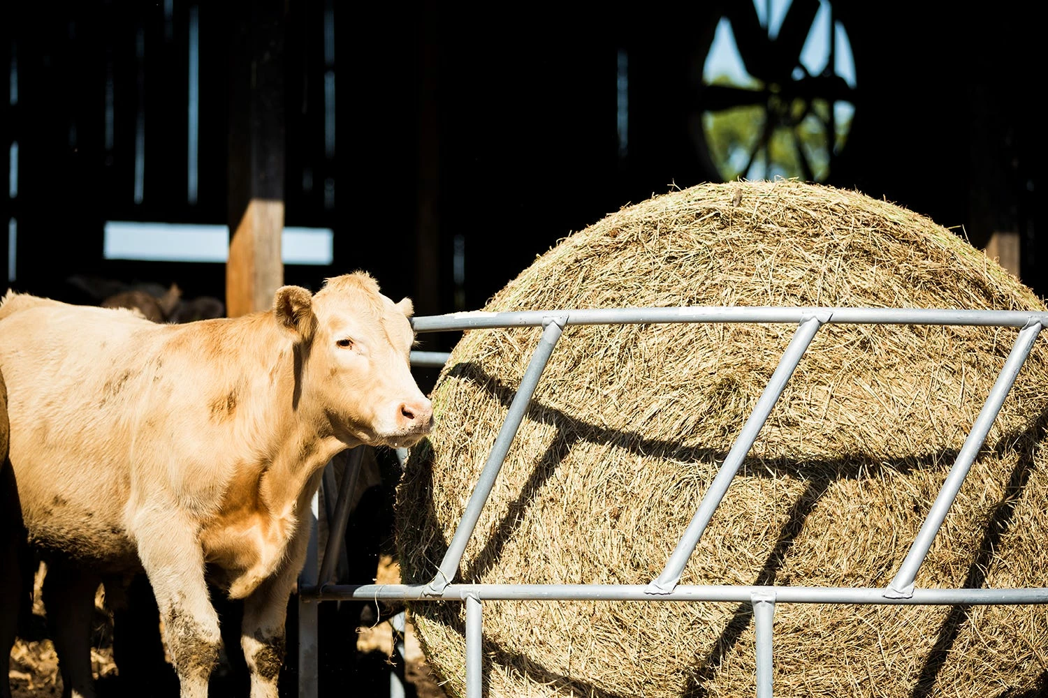 Tarter 3 Piece Valu-Line Bale Feeder, Galvanized - GVLRBF - Cattle Feeders 4 Tarter 3 Piece Valu-Line Bale Feeder, Galvanized - GVLRBF - Cattle Feeders - Image 2