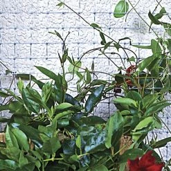 Garden Zone 24" x 50' Plastic Netting with 1" Mesh, Grey - 312450 - Fence and Wire 9 Garden Zone 24" x 50' Plastic Netting with 1" Mesh, Grey - 312450 - Fence and Wire -Livestock Online Store 0aeeb133e683921ef62015abf63d88c26531204d 312450 4