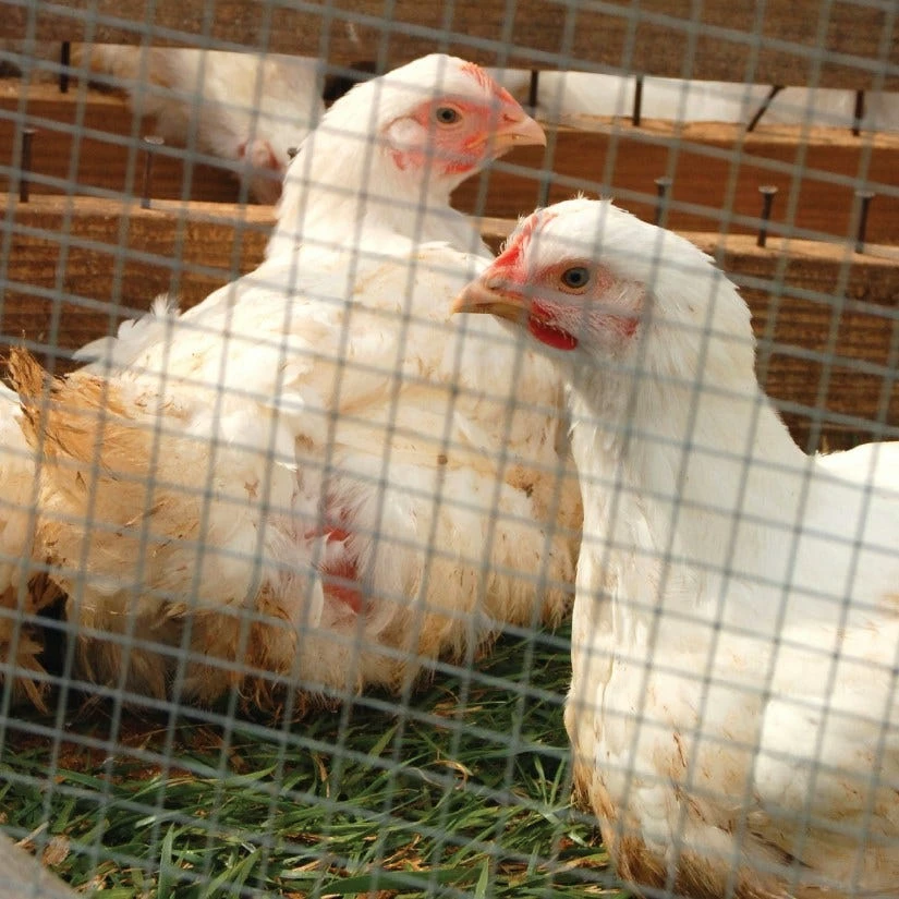 IronRidge 24" x 15' Welded Wire Fence with 1" x 1" Openings - 412415 - Fence and Wire 7 IronRidge 24" x 15' Welded Wire Fence with 1" x 1" Openings - 412415 - Fence and Wire - Image 5