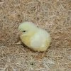 N/A White Leghorn - Cockerel Chicks (Lot of 10 Chicks) - Live Chicks