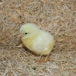 N/A White Leghorn - Cockerel Chicks (Lot of 10 Chicks) - Live Chicks