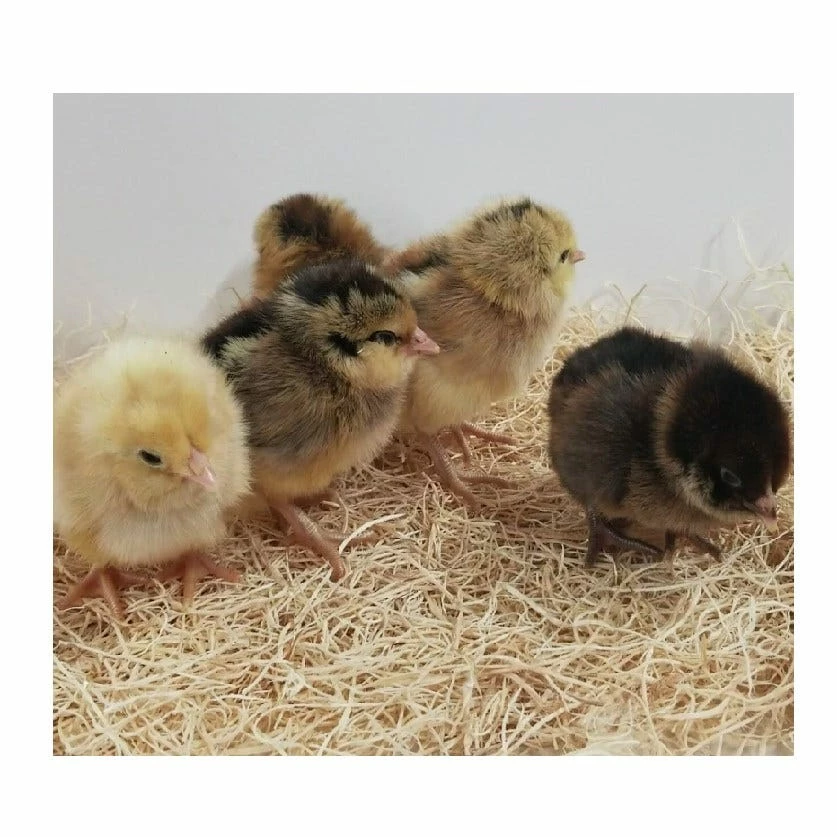 N/A Easter Egger - Straight Run Chicks (Lot of 10 Chicks) - Live Chicks 3 N/A Easter Egger - Straight Run Chicks (Lot of 10 Chicks) - Live Chicks