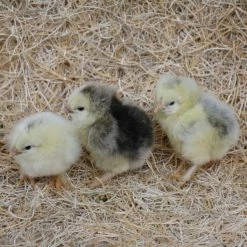 N/A Light Brahma - Straight Run Chicks (Lot of 10 Chicks) - Live Chicks