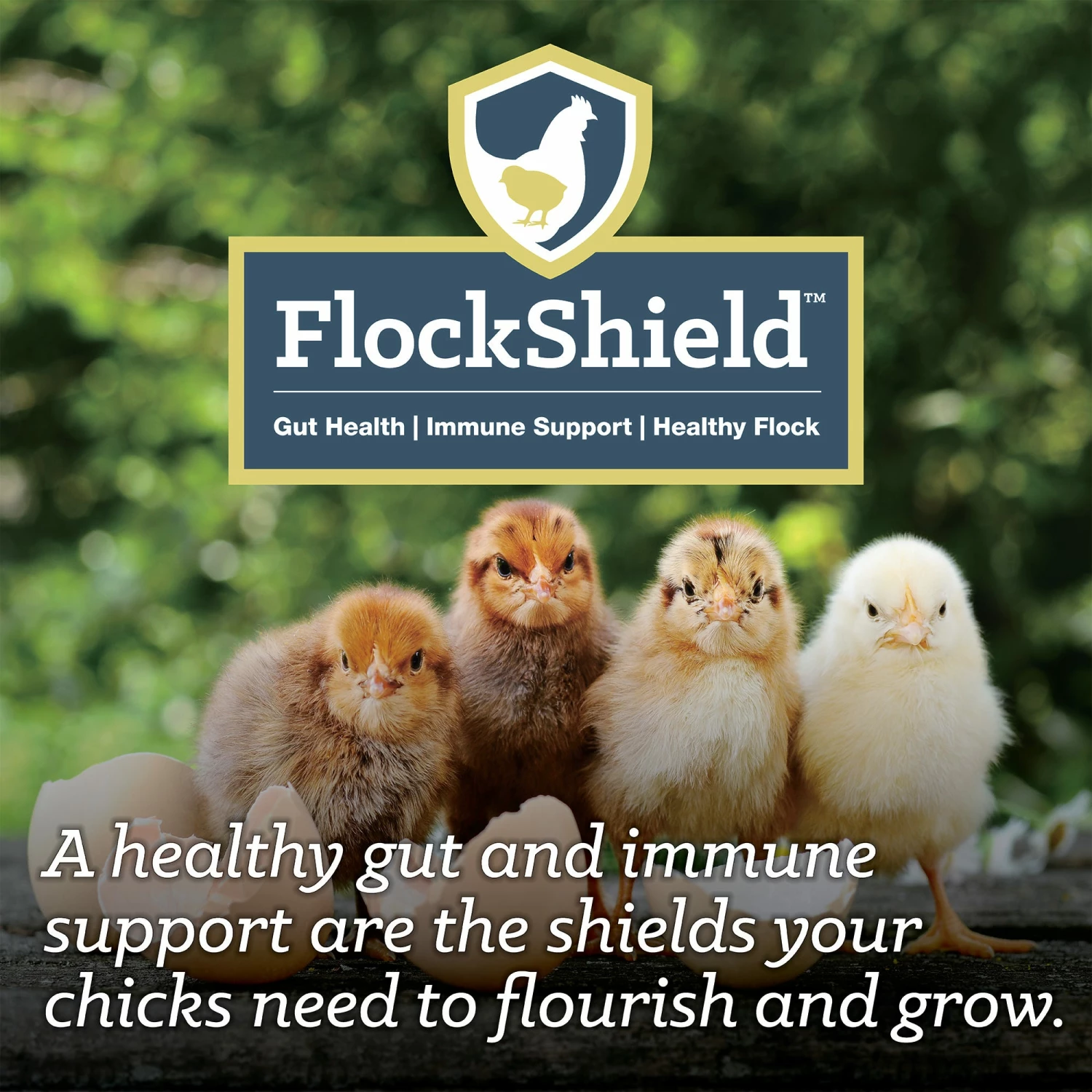 Nutrena NatureWise® Chick Starter Grower 18% Protein Crumble, 7 lb. Bag - Chicken Feed 8 Nutrena NatureWise® Chick Starter Grower 18% Protein Crumble, 7 lb. Bag - Chicken Feed - Image 6