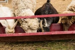 Tarter 4' Trough Feeder - TF4 - Small Animal Feeders -Livestock Online Store 33640b5c98b7d75bba2f322004fd9bb0123f6375 TF4 4GoatTroughfeeder L 04