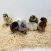 N/A Bantams, Assorted - Straight Run Chicks (Lot of 10 Chicks) - Live Chicks