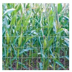 Various Brands 2" x 4" Mesh 4' x 50' 12.5 Gauge Welded Wire Fence - 204850 - Fence and Wire -Livestock Online Store 3bc6b9d4652a2e1324bbdab3faf4763824586d50 50380055 3