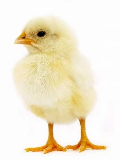 Various Brands Pullet Egg Layer Chicks - Live Chicks