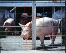 Oklahoma Steel Stockade Panel 34" x 16' Hog Panel - 90215 - Fence and Wire