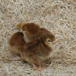 N/A Rhode Island Red - Straight Run Chicks (Lot of 10 Chicks) - Live Chicks