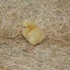 N/A Buff Orpington - Pullet Chicks (Lot of 10 Chicks) - Live Chicks