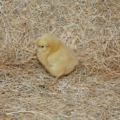 N/A Buff Orpington - Pullet Chicks (Lot of 10 Chicks) - Live Chicks