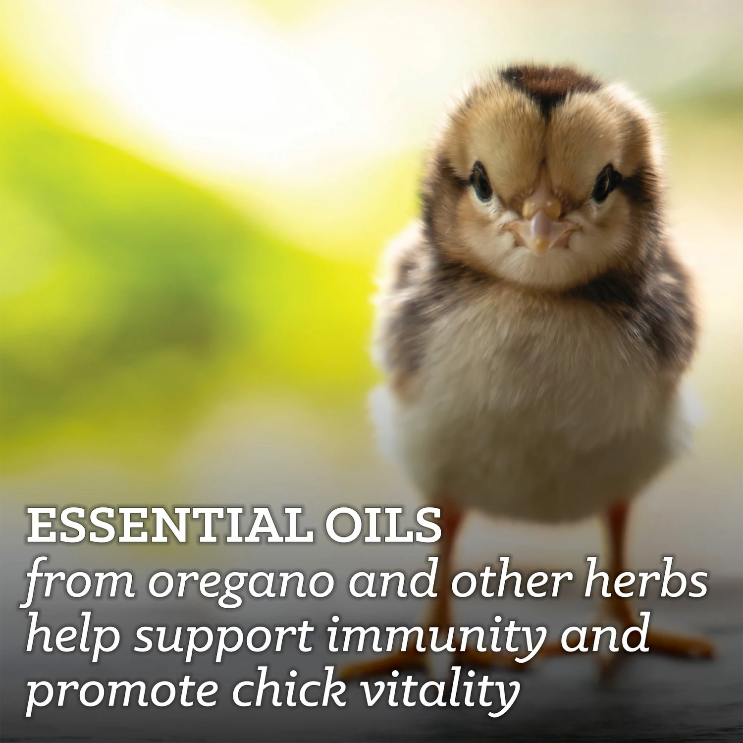 Nutrena NatureWise® Chick Starter Grower 18% Protein Crumble, 7 lb. Bag - Chicken Feed 7 Nutrena NatureWise® Chick Starter Grower 18% Protein Crumble, 7 lb. Bag - Chicken Feed - Image 5