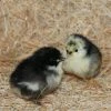 N/A Black Australorp - Cockerel Chicks (Lot of 10 Chicks) - Live Chicks