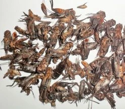 Various Brands 5oz Dried Crickets DCRKT5OZ - Supplements