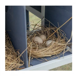 Country Road Chicken Coop with Outdoor Run - SHWA011010Y1 - Chicken Coops -Livestock Online Store 85d772094e8896995381496b17661bcf2257a399 41220017 12