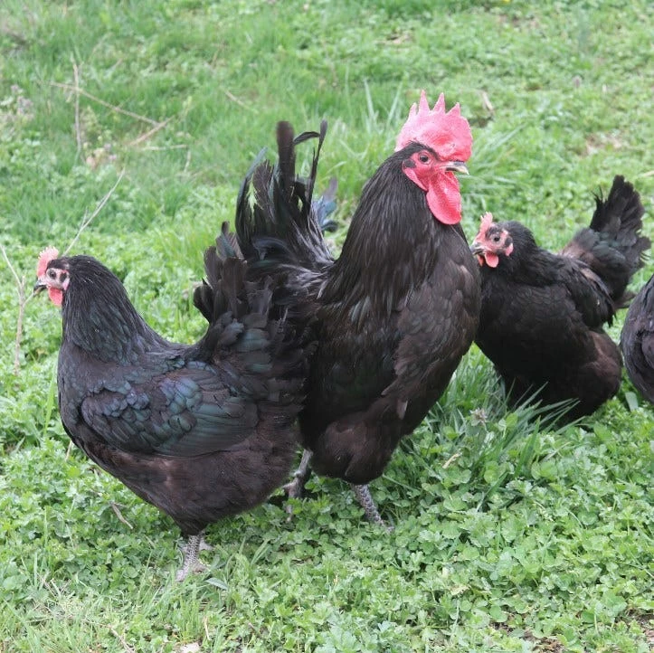 N/A Black Australorp - Cockerel Chicks (Lot of 10 Chicks) - Live Chicks 4 N/A Black Australorp - Cockerel Chicks (Lot of 10 Chicks) - Live Chicks - Image 2