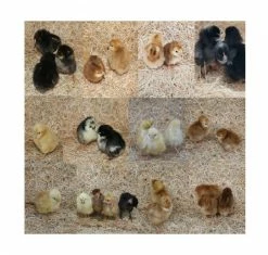 N/A Assorted Brown Egg Production Pack - Pullet Chicks (Lot of 10 Chicks) - Live Chicks