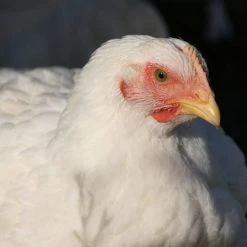 N/A Cornish Cross Broiler - Straight Run Chicks (Lot of 10 Chicks) - Live Chicks 5 N/A Cornish Cross Broiler - Straight Run Chicks (Lot of 10 Chicks) - Live Chicks -Livestock Online Store 9aa9e6ab6979d1213df0855f8e6b09ddd32b6b12 7783057