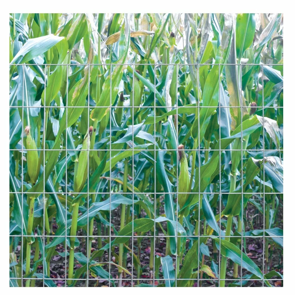 Various Brands 2" x 4" Mesh 5' x 50' 12.5 Gauge Utility Fence - 206050 - Fence and Wire 5 Various Brands 2" x 4" Mesh 5' x 50' 12.5 Gauge Utility Fence - 206050 - Fence and Wire - Image 3