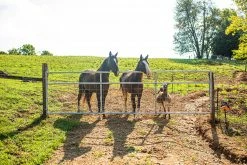 Tarter 8' Galvanized Wire Filled Tube Gate - WG8 - Gates & Corrals 12 Tarter 8' Galvanized Wire Filled Tube Gate - WG8 - Gates & Corrals -Livestock Online Store b36bf7d6d94157dd9edfd12f4899347f89403a09 WGSC WatchmanSCGalvWireMeshGate LS 15 8