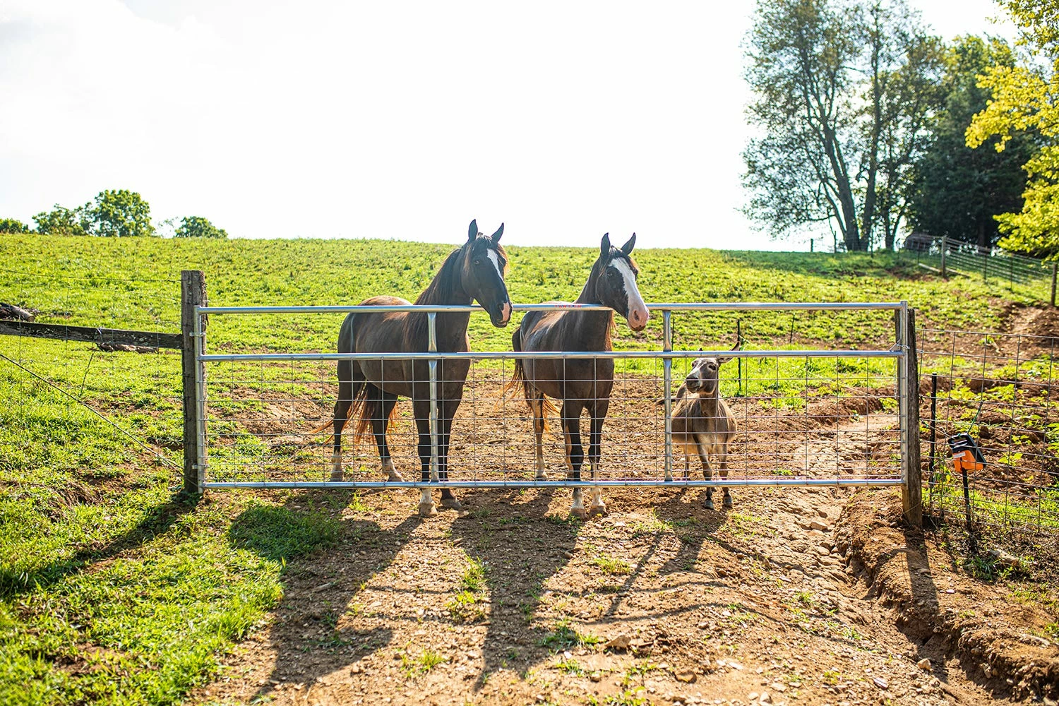 Tarter 8' Galvanized Wire Filled Tube Gate - WG8 - Gates & Corrals 7 Tarter 8' Galvanized Wire Filled Tube Gate - WG8 - Gates & Corrals - Image 5