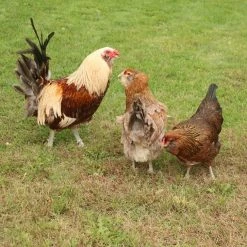 N/A Easter Egger - Straight Run Chicks (Lot of 10 Chicks) - Live Chicks 6 N/A Easter Egger - Straight Run Chicks (Lot of 10 Chicks) - Live Chicks -Livestock Online Store b5510c57fdb86d047e65e9b01b07759827896fbf 7783066