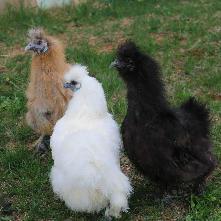 N/A Bantams, Assorted - Straight Run Chicks (Lot of 10 Chicks) - Live Chicks 4 N/A Bantams, Assorted - Straight Run Chicks (Lot of 10 Chicks) - Live Chicks - Image 2