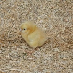 N/A Buff Orpington - Cockerel Chicks (Lot of 10 Chicks) - Live Chicks