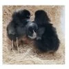 N/A Barred Rock - Pullet Chicks (Lot of 10 Chicks) - Live Chicks