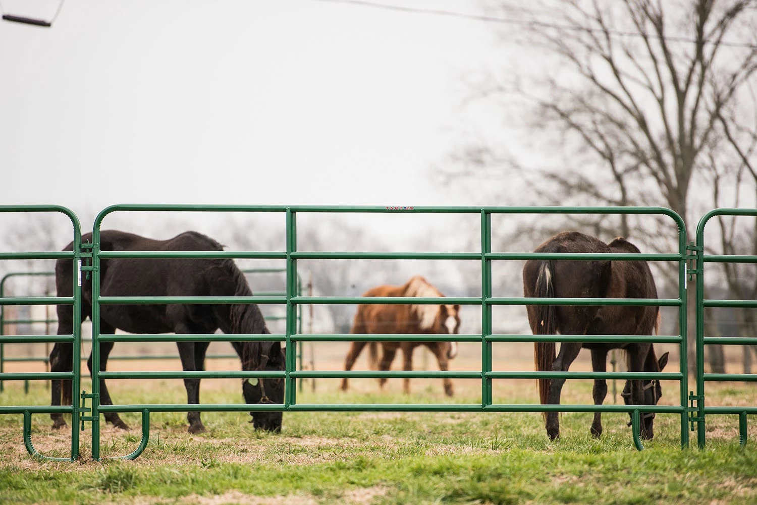 Tarter 16' 6 Bar Corral Panel, Green - ECG16T - Corrals & Panels 4 Tarter 16' 6 Bar Corral Panel, Green - ECG16T - Corrals & Panels - Image 2