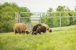 Tarter 12' Galvanized Wire Filled Tube Gate - WG12 - Gates & Corrals -Livestock Online Store db3bfc5d4cfacfa4400150567947323dc63c864f WG WatchmanGalvWireMeshGate LS 04 7