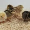 N/A Easter Egger - Cockerel Chicks (Lot of 10 Chicks) - Live Chicks -Livestock Online Store dbc676643095104672bd018299040f679ccecaa1 7783004.2