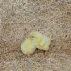 N/A Cornish Cross Broiler - Straight Run Chicks (Lot of 10 Chicks) - Live Chicks -Livestock Online Store e1819aebb94b98d6824d50256bdf7fa3b3adb62d 7783057.2
