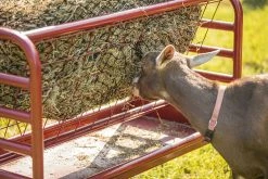 Tarter Dura Tough Small Animal Feeder - DTSAF - Small Animal Equipment -Livestock Online Store e623d0852d394f36686d0ea2de1f4f5ff902d903 DTSAF DuratoughSmallAnimalFeeder L 022