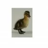 N/A Ducks, Rouen Chicks (Lot of 10 Ducks) - Live Chicks -Livestock Online Store f1aa0d90d4a0fce98516826af93edbeb39375149 7783188
