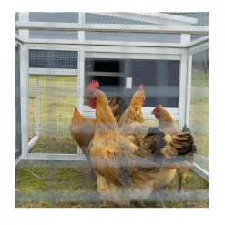Country Road Chicken Coop with Outdoor Run - SHWA011010Y1 - Chicken Coops -Livestock Online Store fbf5be3badd5277b59e0d0d13cd33cfdf008965e 41220017 11
