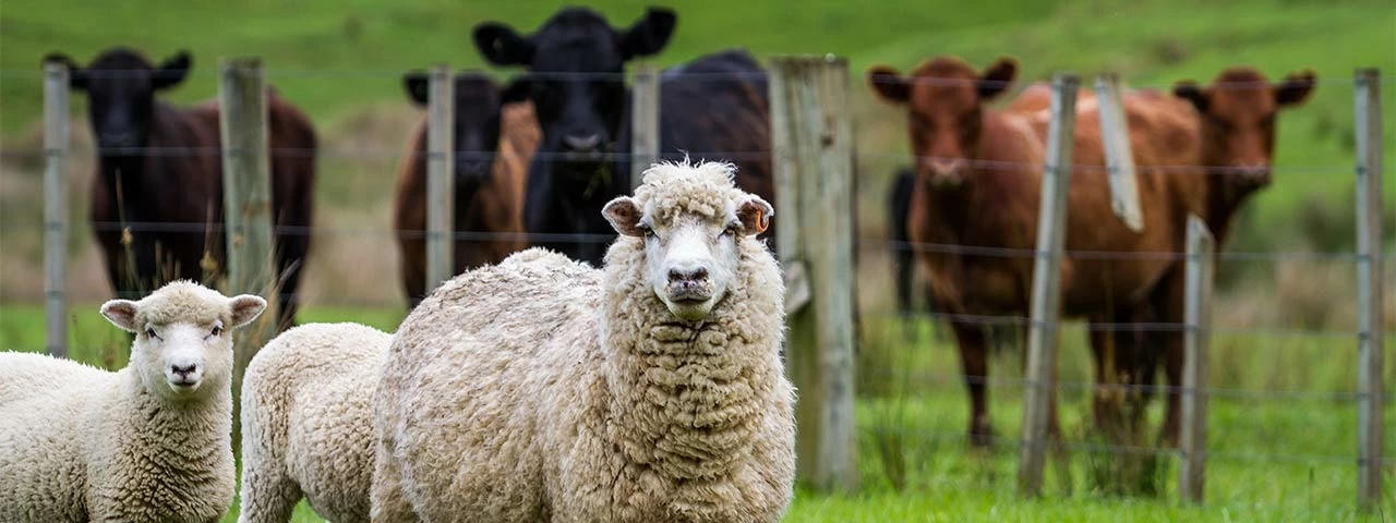 Livestock Online Store 2 Livestock Online Store -Livestock Online Store 1 1